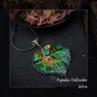 Image 3 of ☽ Populus Deltoides ☾