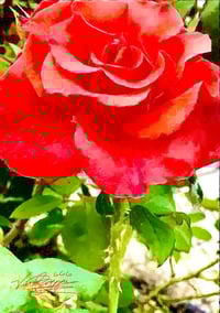 Stelle Rose III