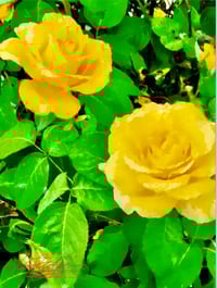 Stella Rose IV