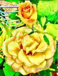 Stella Rose V