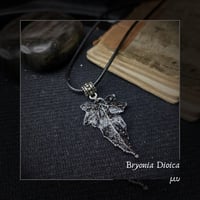 Image 1 of ☽ Bryonia Dioica ☾