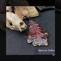 Image 5 of ☽ Quercus Robur ☾