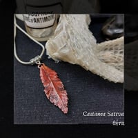 Image 1 of ☽ Castanea Sativa ☾