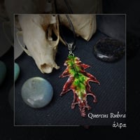 Image 1 of ☽ Quercus Rubra ☾
