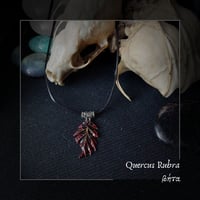 Image 3 of ☽ Quercus Rubra ☾