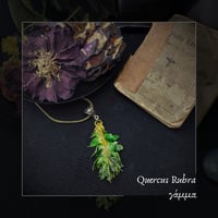 Image 5 of ☽ Quercus Rubra ☾