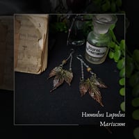Image 1 of ☽ Humulus Mariscum ☾