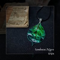 Image 1 of ☽ Sambucus Nigra ☾