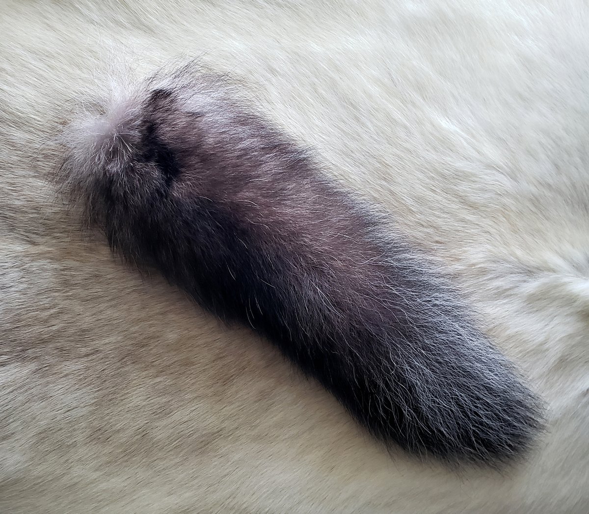 Image of Black Wolf Tail