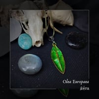 Image 1 of ☽ Olea Europaea ☾