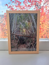 Image 6 of Bamboo Forest - Weekly 30 Photo Print Party