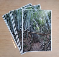 Image 3 of Bamboo Forest - Weekly 30 Photo Print Party