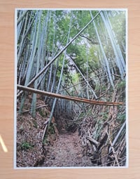 Image 1 of Bamboo Forest - Weekly 30 Photo Print Party