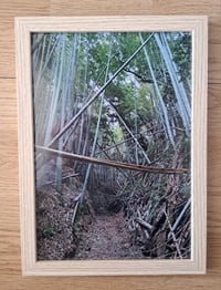 Image 5 of Bamboo Forest - Weekly 30 Photo Print Party