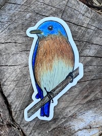 Image 1 of Eastern Bluebird sticker