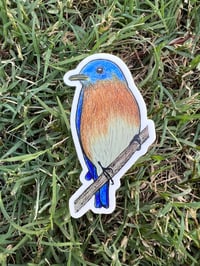 Image 2 of Eastern Bluebird sticker
