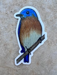 Image 3 of Eastern Bluebird sticker