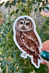 Image 1 of Tawny Owl sticker