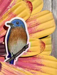 Image 4 of Eastern Bluebird sticker