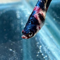 Image of Giant Female Multicolour Betta #1