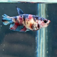 Image of Giant Female Multicolour Betta #1