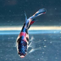 Image of Giant Female Multicolour Betta #1