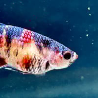 Image of Giant Female Multicolour Betta #1