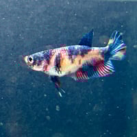 Image of Giant Female Multicolour Betta #1