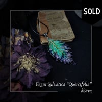 Image 3 of ☽ Fagus Quercifolia ☾