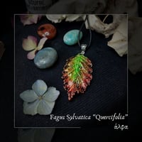 Image 1 of ☽ Fagus Quercifolia ☾