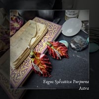 Image 1 of ☽ Fagus Purpurea Astra ☾