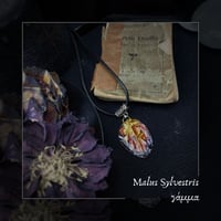 Image 1 of ☽ Malus Sylvestris ☾