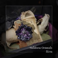 Image 1 of ☽ Helleborus Orientalis ☾
