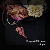Image 1 of ☽ Dryopteris Filix-mas ☾