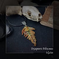 Image 3 of ☽ Dryopteris Filix-mas ☾