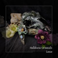 Image 1 of ☽ Helleborus Lunae ☾