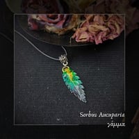 Image 1 of ☽ Sorbus Aucuparia ☾
