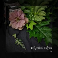 Image 1 of ☽ Polypodium Vulgare ☾