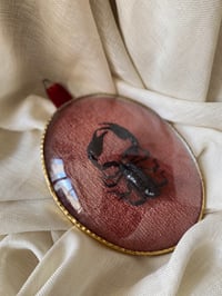 Image 1 of Création unique : grand scorpion naturalisé