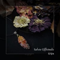 Image 1 of ☽ Salvia Officinalis ☾