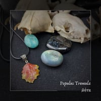 Image 1 of ☽ Populus Tremula ☾