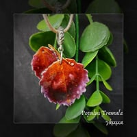 Image 3 of ☽ Populus Tremula ☾