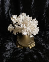 Image 3 of Création unique : corail blanc monté sur socle ancien