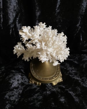 Image of Création unique : corail blanc monté sur socle ancien