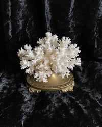 Image 1 of Création unique : corail blanc monté sur socle ancien