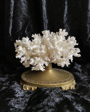 Image of Création unique : corail blanc monté sur socle ancien