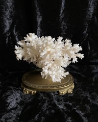 Image 4 of Création unique : corail blanc monté sur socle ancien