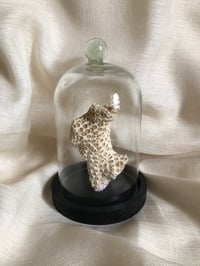 Image 1 of Création unique : corail cerveau dans cloche en verre