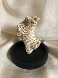 Image 3 of Création unique : corail cerveau dans cloche en verre