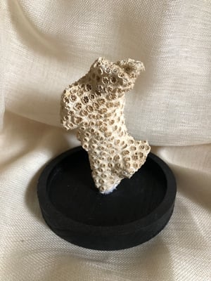 Image of Création unique : corail cerveau dans cloche en verre